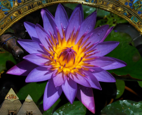 Blue Lotus Flower: The Legal Entheogen Used for Stress and Relaxation