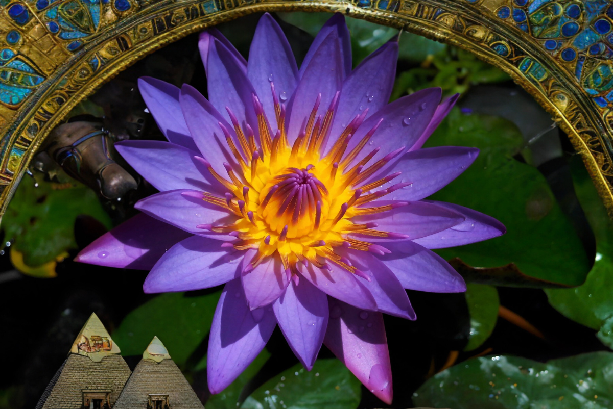 Blue Lotus Flower The Legal Entheogen Used For Stress And Relaxation 