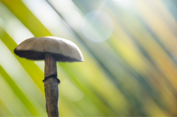 A psilocybin mushroom in the sunlight