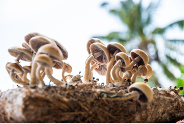 Psilocybin mushrooms growing on substrate.