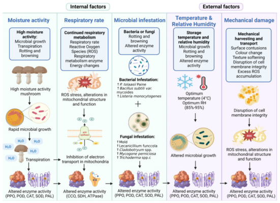 Factors contributing the Mushroom Spoilage