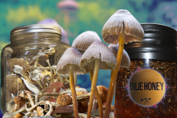 Diving into Blue Honey: a Roadmap to a Sweet Psychedelic Journey