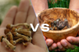 Differences Between Magic Truffles and Magic Mushrooms
