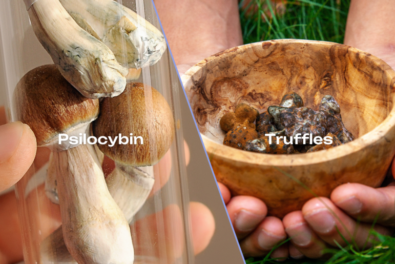 What are the differences between magic mushrooms and magic truffles