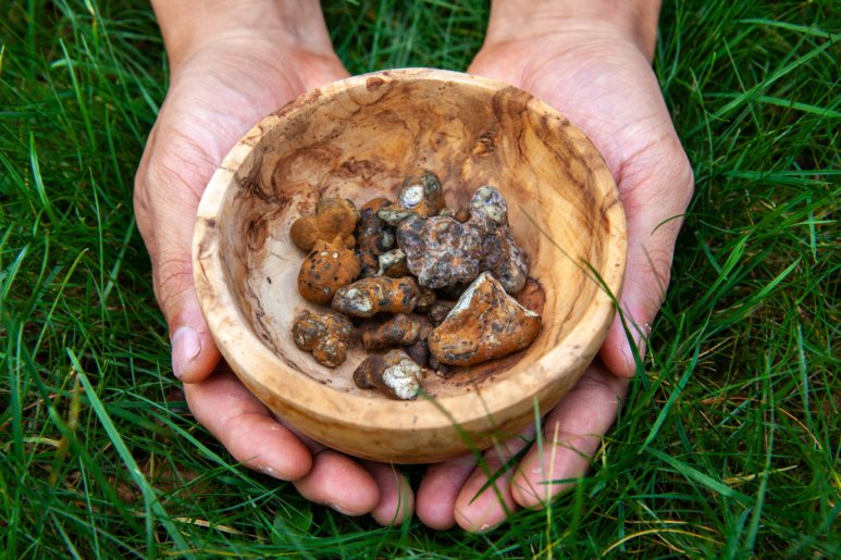 Magic mushrooms and truffles are both safe for consumption and aren’t addictive, but you need to be well-informed before taking them. 