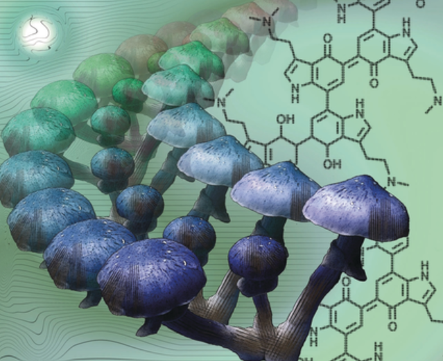 Why Do Magic Mushrooms Bruise Blue? Mystery Solved