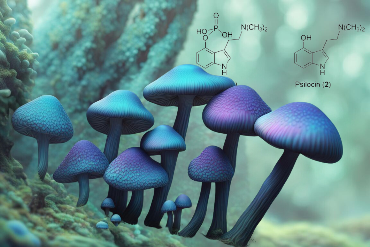 Why Do Magic Mushrooms Bruise Blue? Mystery Solved
